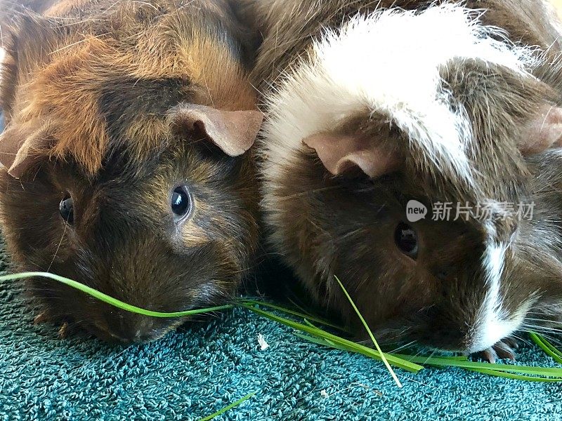 两只年幼的阿比西尼亚龟壳豚鼠带着花环吃草，棕色和白色的豚鼠(母猪/雌性)儿童宠物豚鼠的照片